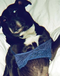 Candid Lingerie Lookbooks Image 2