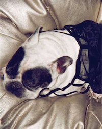 Candid Lingerie Lookbooks Image 7