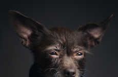 35 Cute Canine Photoshoots