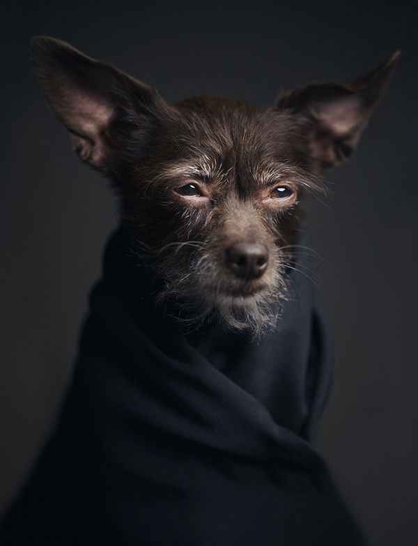 35 Cute Canine Photoshoots