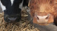 Livestock-Monitoring Wearables Image 4