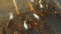 Livestock-Monitoring Wearables Image 5