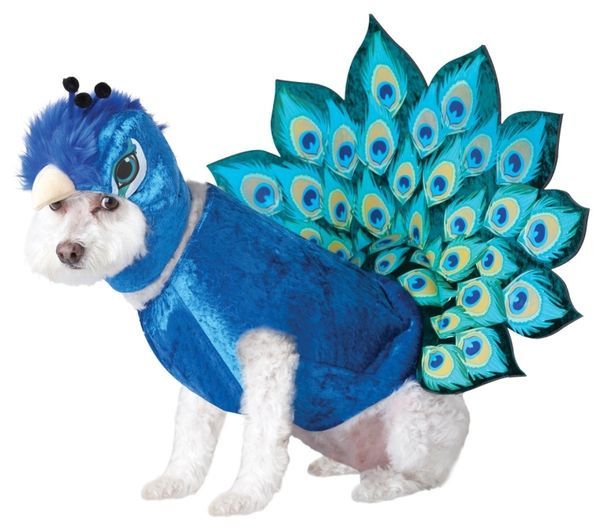 31 Examples of Canine Apparel