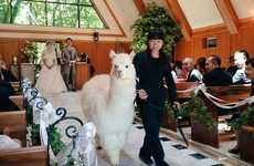 Alpaca Wedding Rentals