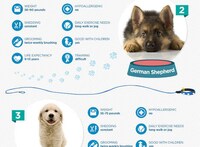 Popular Dog Breed Guides Image 2