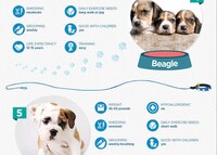 Popular Dog Breed Guides Image 3