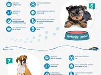 Popular Dog Breed Guides Image 4