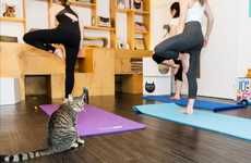 Feline Yoga Classes