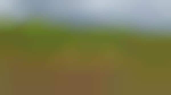 Arboreal Emoji Donations