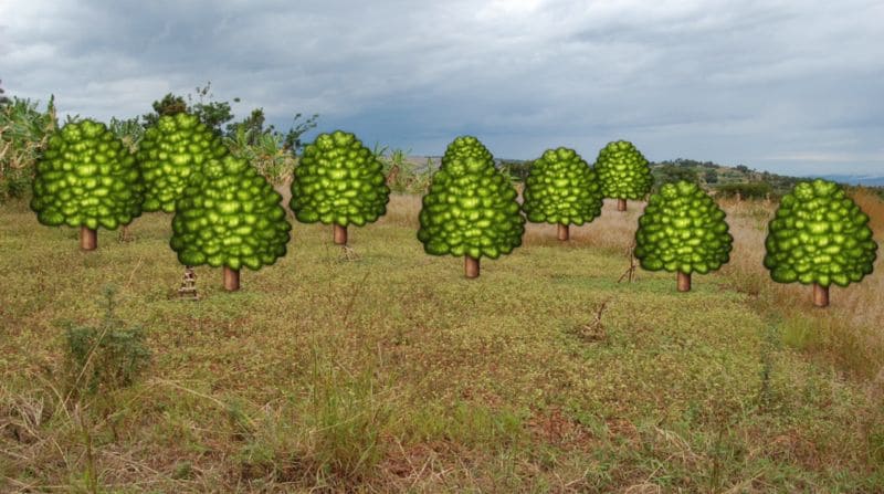 Arboreal Emoji Donations