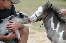 Unexpected Farmyard Friendship Ads