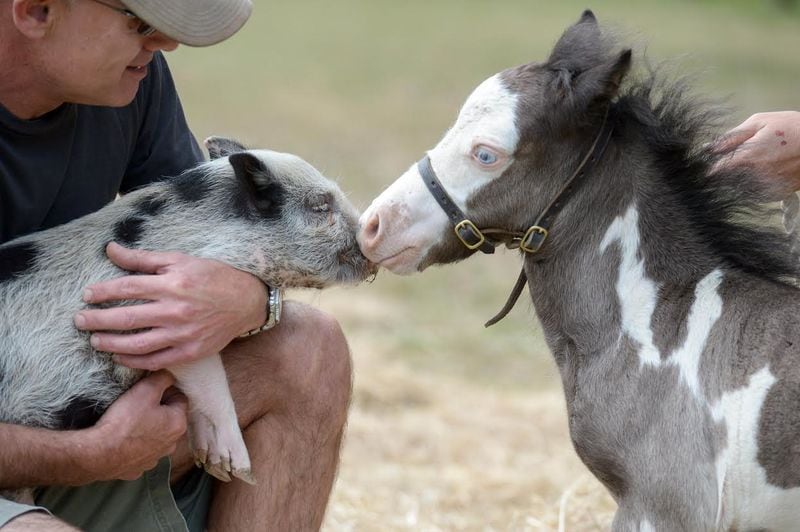 Unexpected Farmyard Friendship Ads