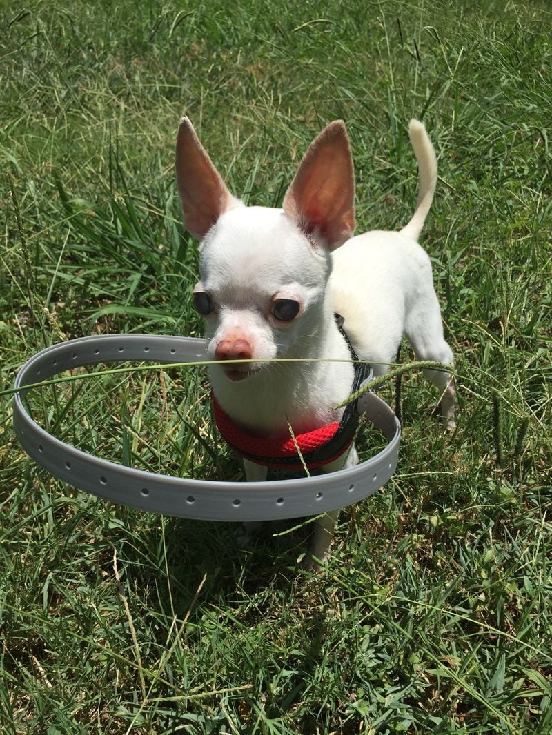 Blind Pet Bumpers