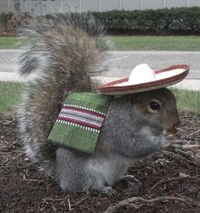 Whimsical Animal Costumes Image 3