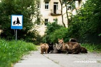 Adorable Animal Road Signs Image 4
