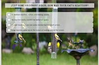 Pet Personality Quizzes Image 2