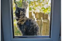 Pet Personality Quizzes Image 5