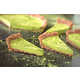 Matcha Custard Tarts Image 2