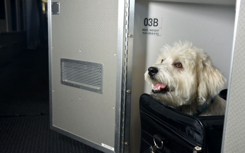 Luxury Pet Plane Cabins