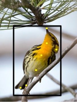 15 Animal-Tracking Innovations