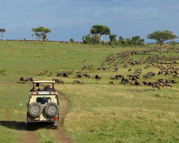 13 Animal Travel Tours