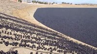 Drought-Fighting Balls Image 2