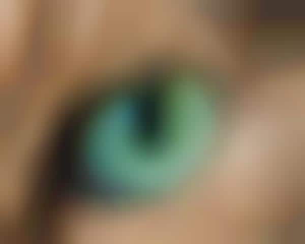 Vivid Cat Eye Photography