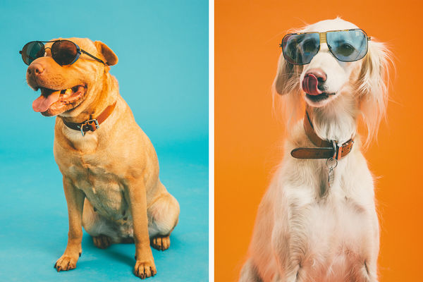 56 Pooch-Honoring Portraits