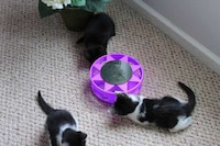 Solar-Powered Cat Toys Image 2