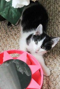 Solar-Powered Cat Toys Image 3