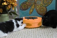 Solar-Powered Cat Toys Image 4