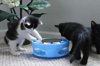 Solar-Powered Cat Toys Image 5