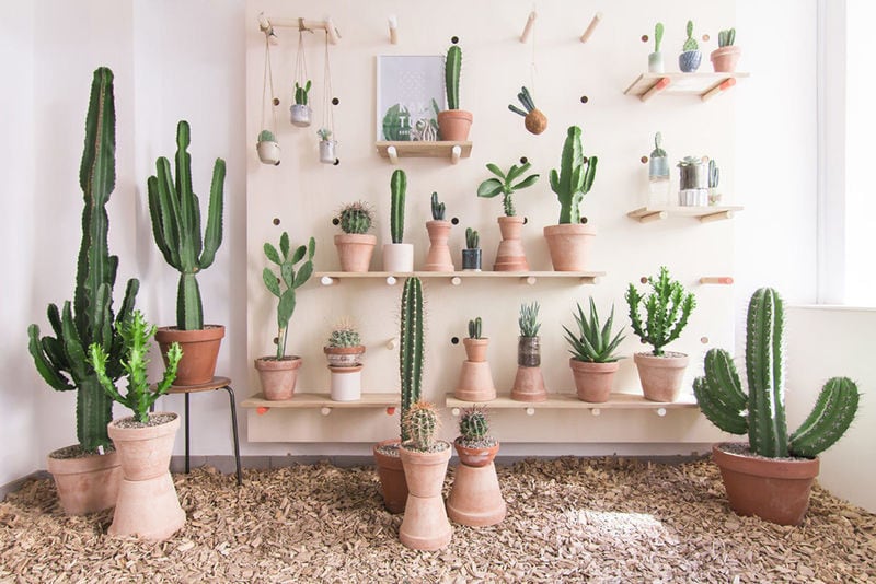 Succulent Retail Concepts