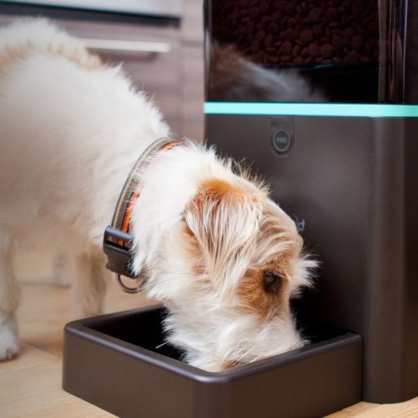 13 Automatic Pet Feeders
