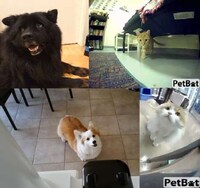 Dog Selfie Cameras Image 3