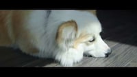 Dog Selfie Cameras Image 6