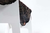Minimalist Tree Trunk Benches Image 6