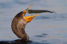 Candid Bird Feeding Portraits