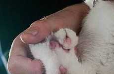 Intentionally Breeding Deformities