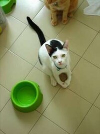 Intentionally Breeding Deformities Image 2