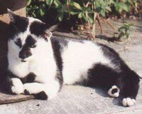 Intentionally Breeding Deformities Image 3