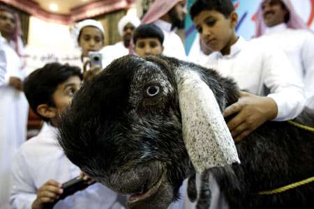 Animal Beauty Contests
