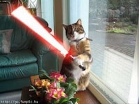 Jedi Pets Image 2