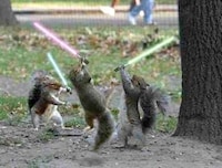 Jedi Pets Image 3