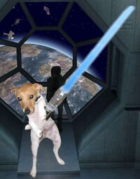 Jedi Pets Image 4