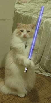 Jedi Pets Image 5