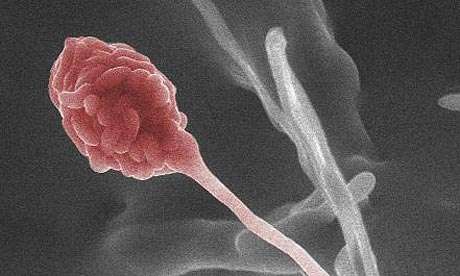 Fuel That Grows on Trees
