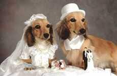 Animal Weddings