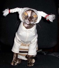 Fed Up Felines Image 2