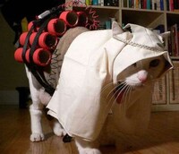 Fed Up Felines Image 3